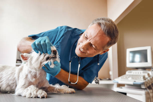 Best Emergency Dental Services for Seniors in Wharton, TX